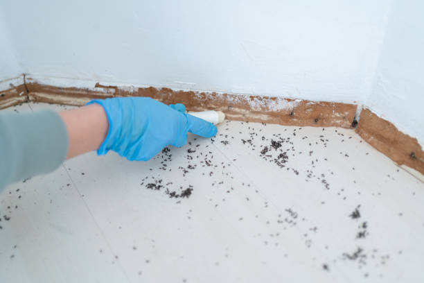 Best Pest Control Near Me in Talpa, NM